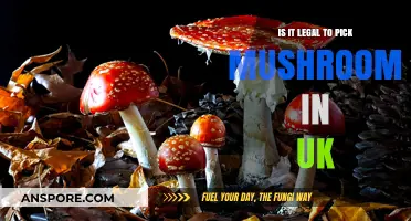 UK Mushroom Foraging: Legal Guidelines for Picking Wild Fungi