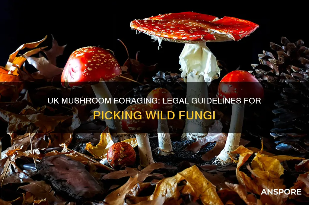 is it legal to pick mushrooms in uk