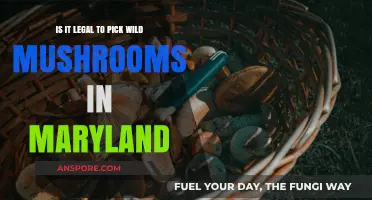Is Wild Mushroom Foraging Legal in Maryland? A Comprehensive Guide