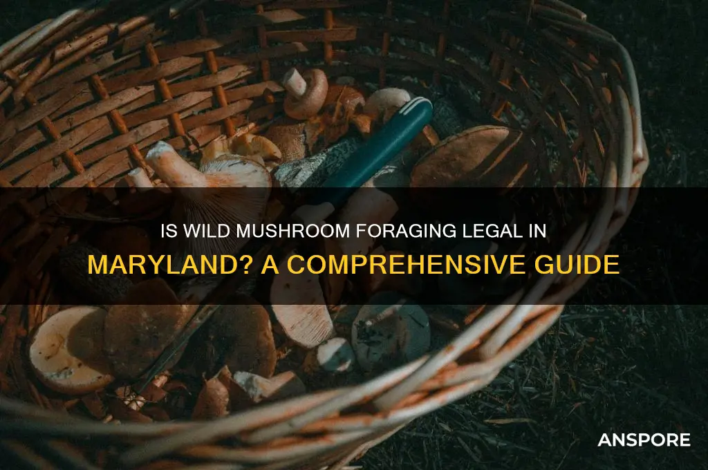 is it legal to pick wild mushrooms in maryland