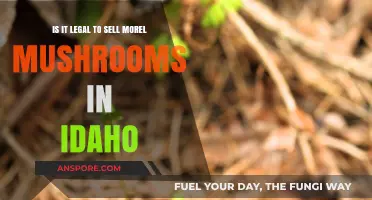 Selling Morel Mushrooms in Idaho: Legalities and Regulations Explained