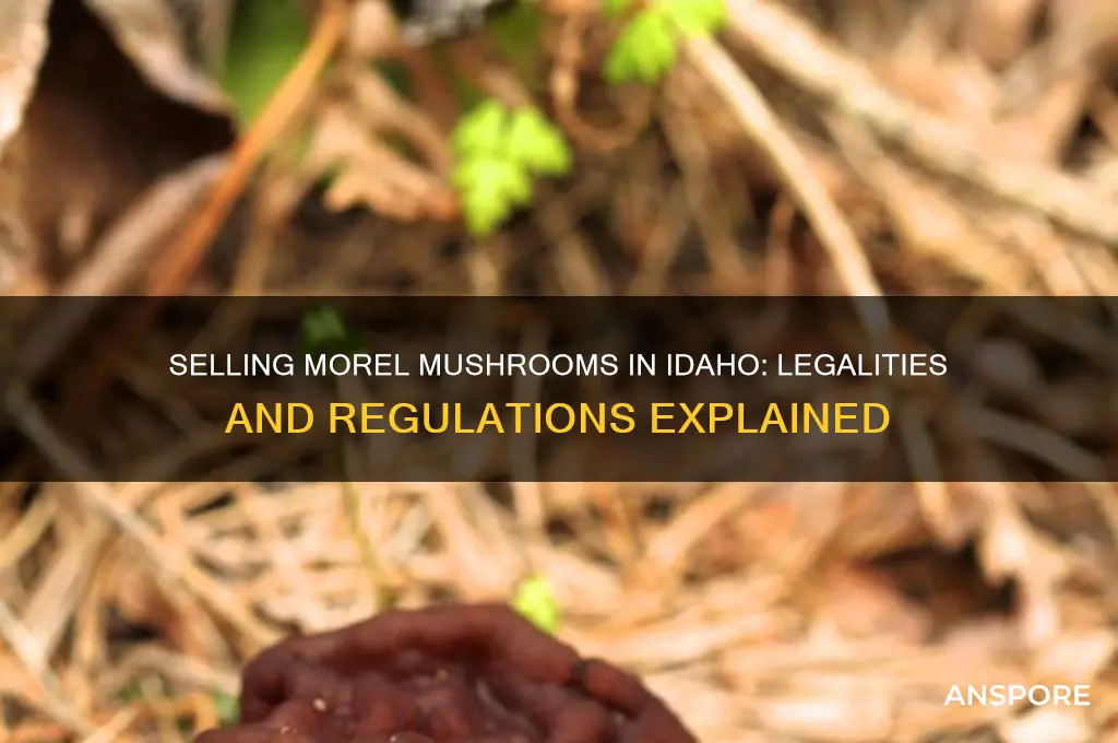is it legal to sell morel mushrooms in idaho