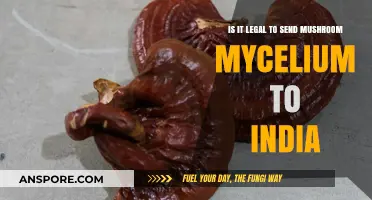 Shipping Mushroom Mycelium to India: Legal Considerations and Compliance
