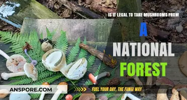 Harvesting Mushrooms in National Forests: Legal or Off-Limits?