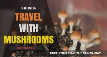 Traveling with Mushrooms: Legal Implications and Risks Explained