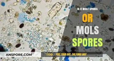 Mole Spores or Mols Spores: Unraveling the Confusion and Correct Terminology