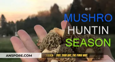 Mushroom Hunting Season: When and Where to Look