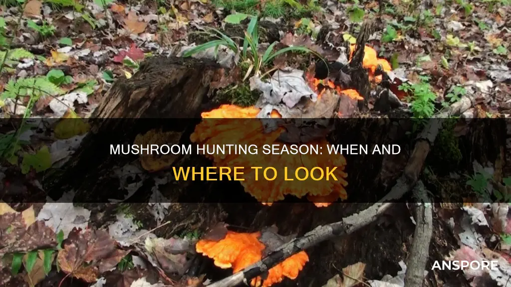 is it mushroom hunting season