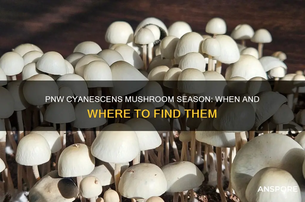is it mushroom season cyanescencs pnw
