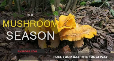 Mushroom Season: When and Where to Find Them