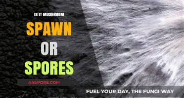 Mushroom Spawn vs. Spores: Understanding the Key Differences for Cultivation