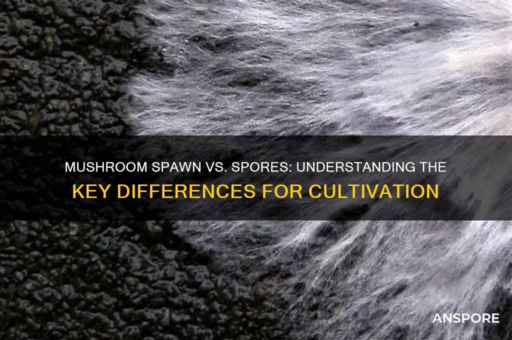 is it mushroom spawn or spores