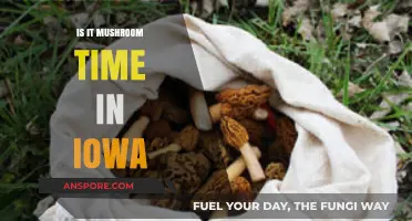 Iowa's Mushroom Season: Is It Time to Forage?