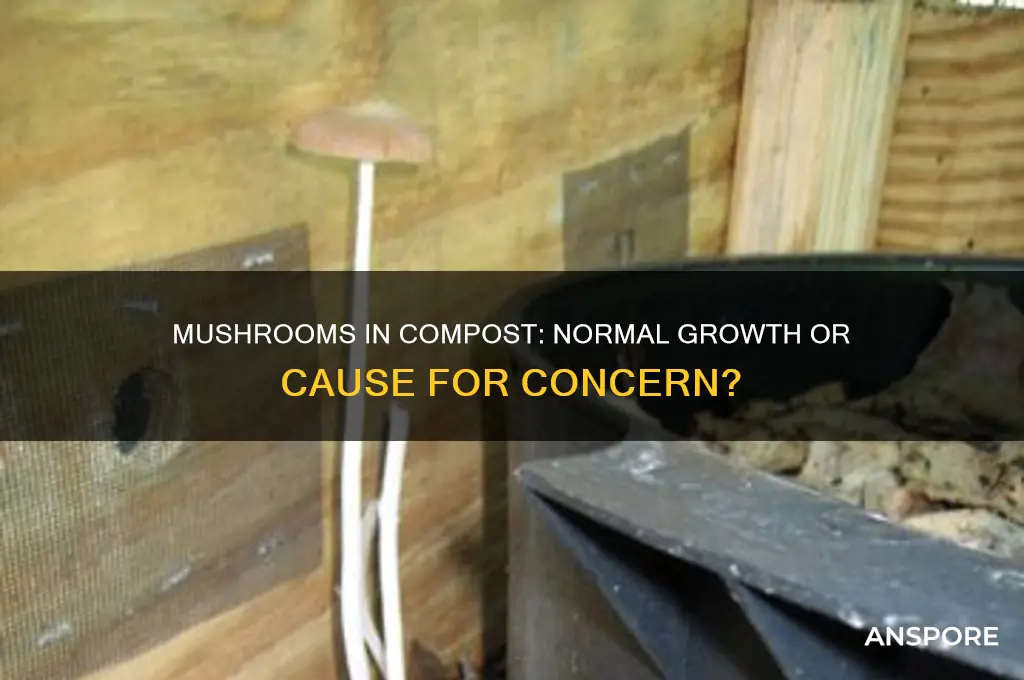 is it normal for mushroom grow in compost pile