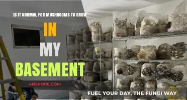 Mushrooms in the Basement: Causes, Concerns, and Solutions Explained