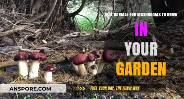 Mushrooms in Your Garden: Normal Growth or Cause for Concern?