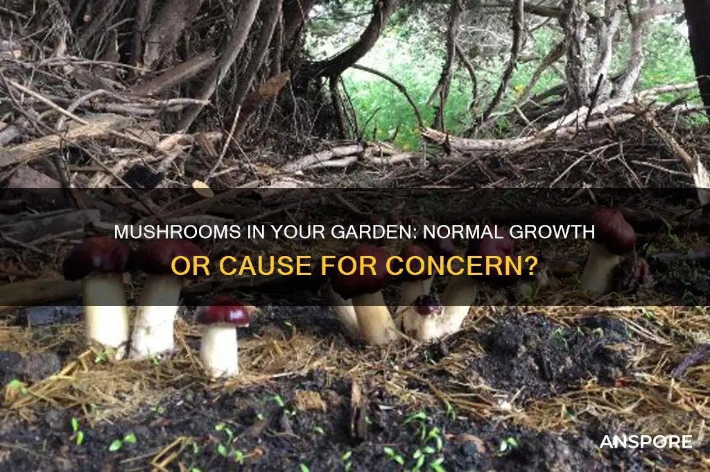 is it normal for mushrooms to grow in your garden