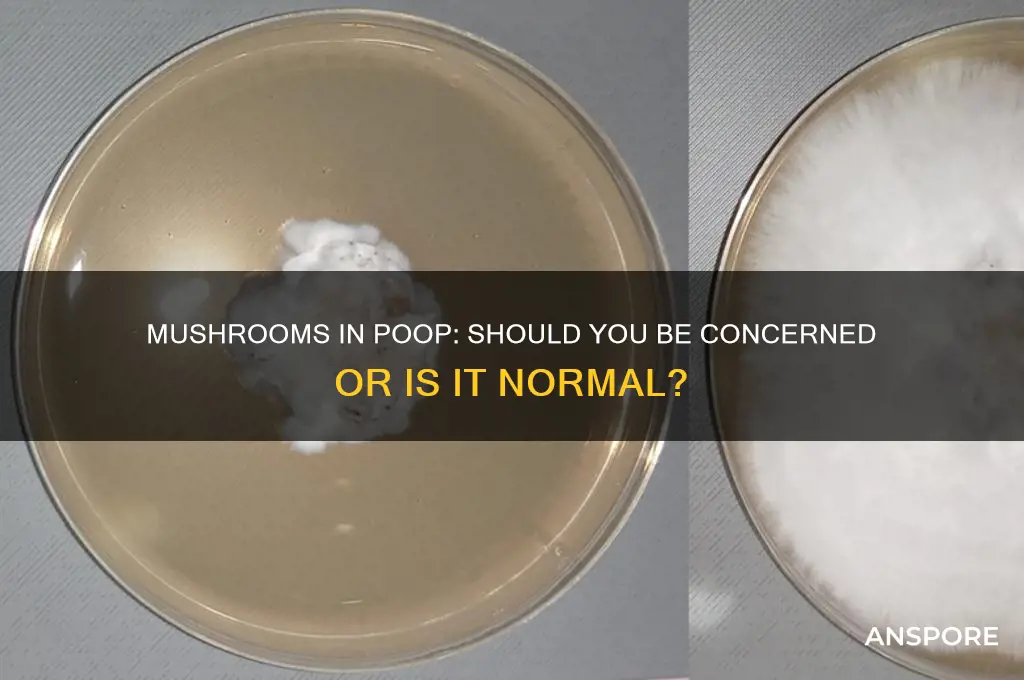is it normal to have mushrooms in poop
