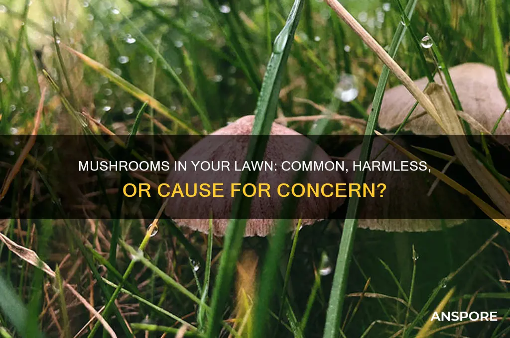 is it normal to have mushrooms in your lawn