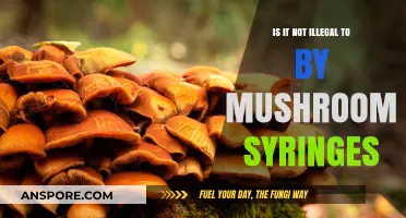 Are Mushroom Syringes Legal? Understanding the Law and Risks