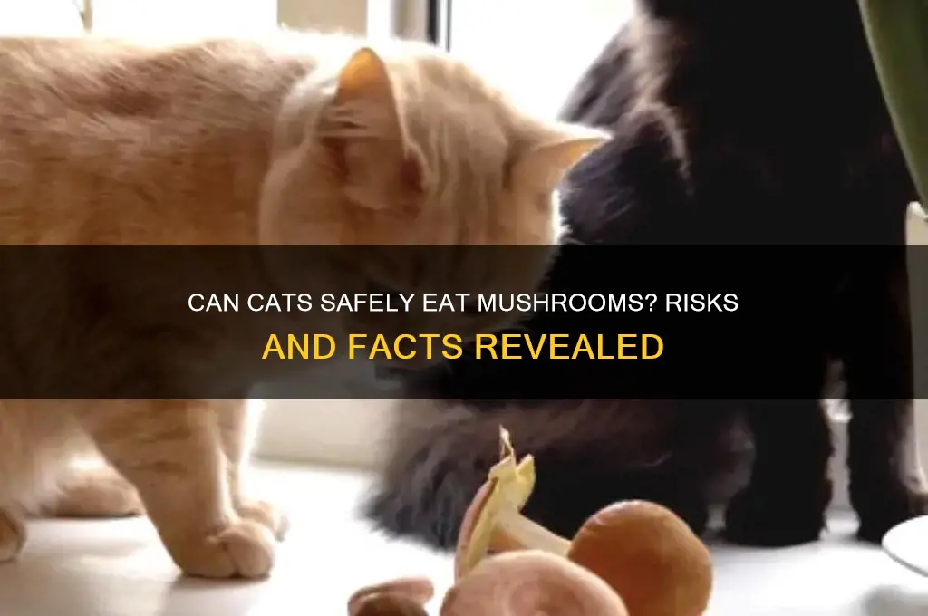 is it ok for a cat to eat mushrooms