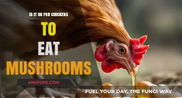 Can Chickens Safely Eat Mushrooms? A Complete Feeding Guide