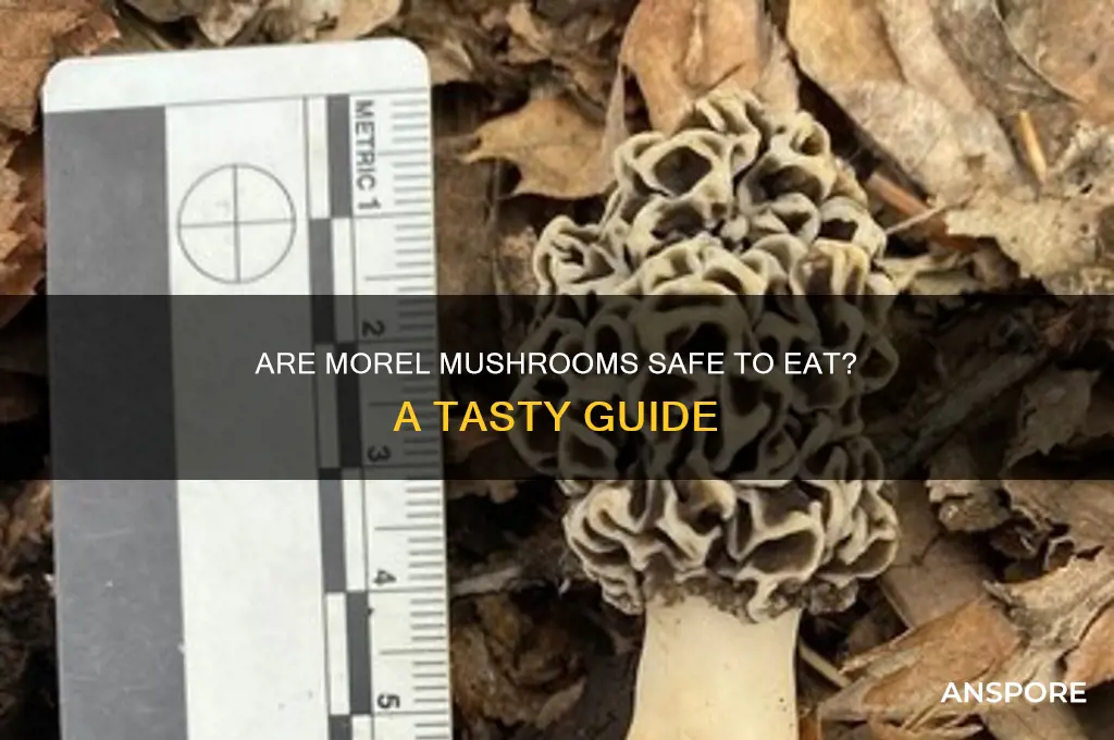is it ok to eat morel mushrooms
