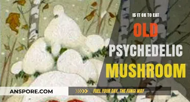 Are Old Psychedelic Mushrooms Safe to Consume? Risks Explained