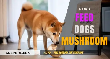 Can Dogs Eat Mushrooms? Safety Tips and Risks Explained