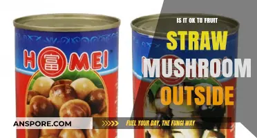 Growing Straw Mushrooms Outdoors: Safe Practices and Tips for Success