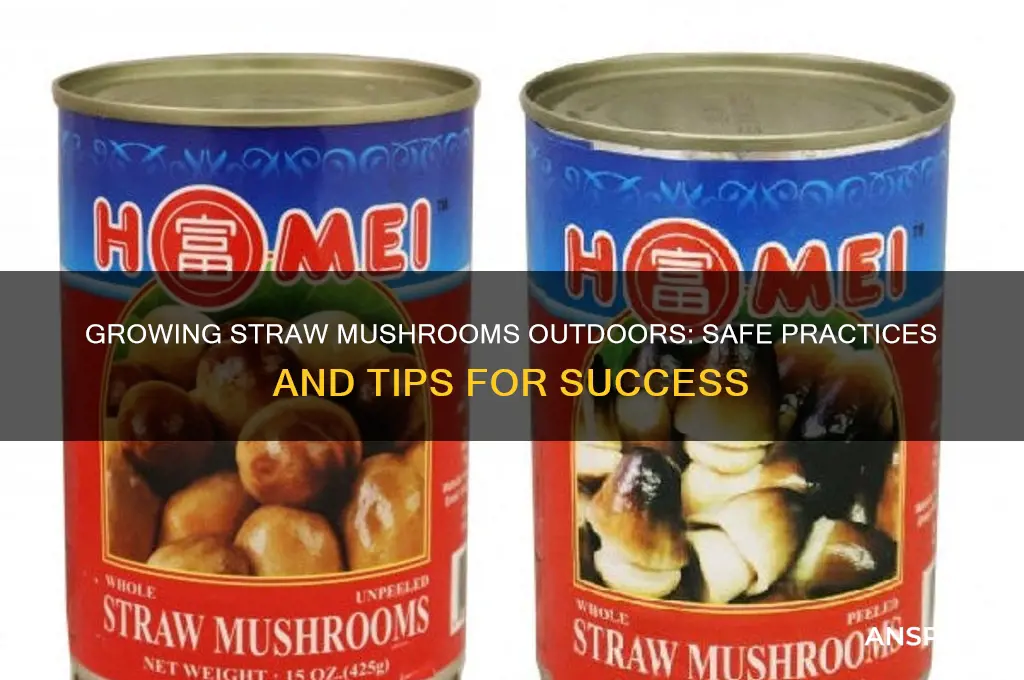 is it ok to fruit straw mushrooms outside