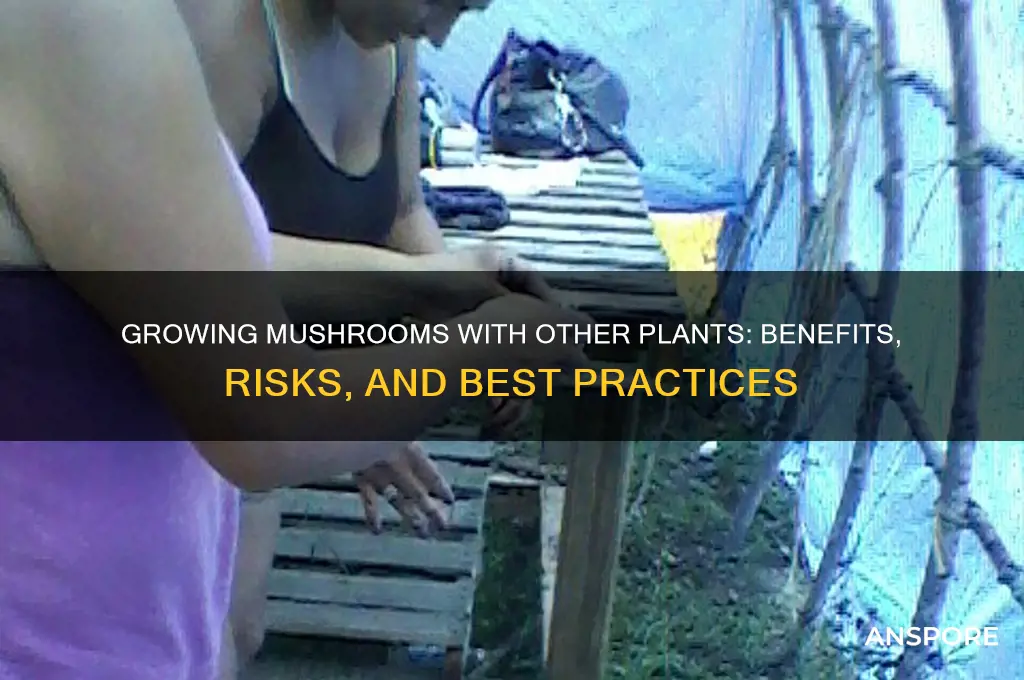 is it ok to grow mushrooms with other things
