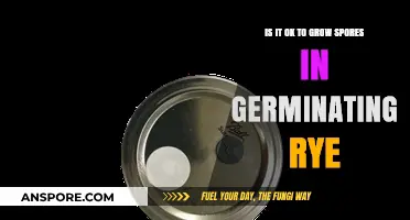 Growing Spores in Germinating Rye: Safe Practice or Risky Experiment?