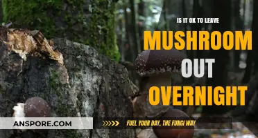 Leaving Mushrooms Out Overnight: Safe Practice or Risky Move?