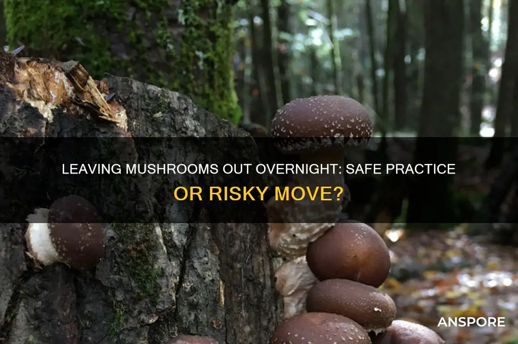 is it ok to leave mushrooms out overnight