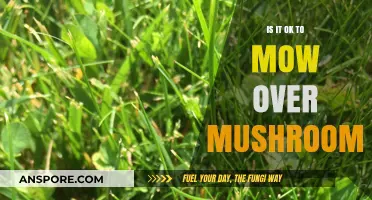 Mowing Over Mushrooms: Safe Practice or Ecological Mistake?