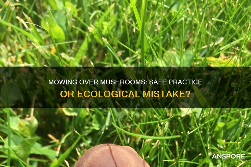 is it ok to mow over mushrooms