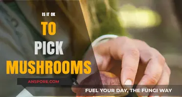 Is It Safe to Pick Mushrooms? A Foraging Guide