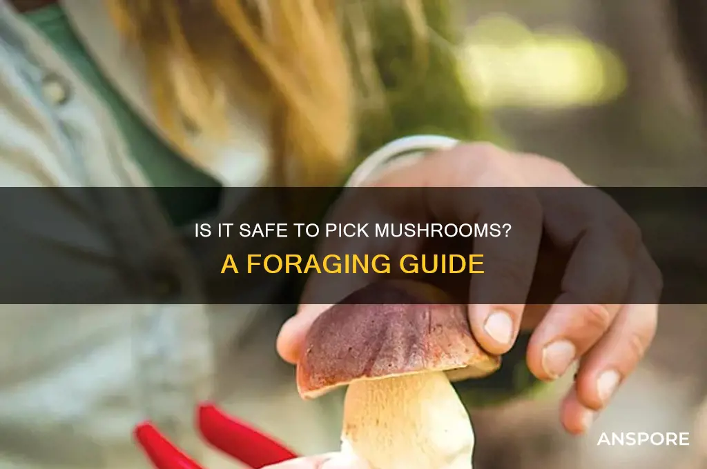 is it ok to pick mushrooms