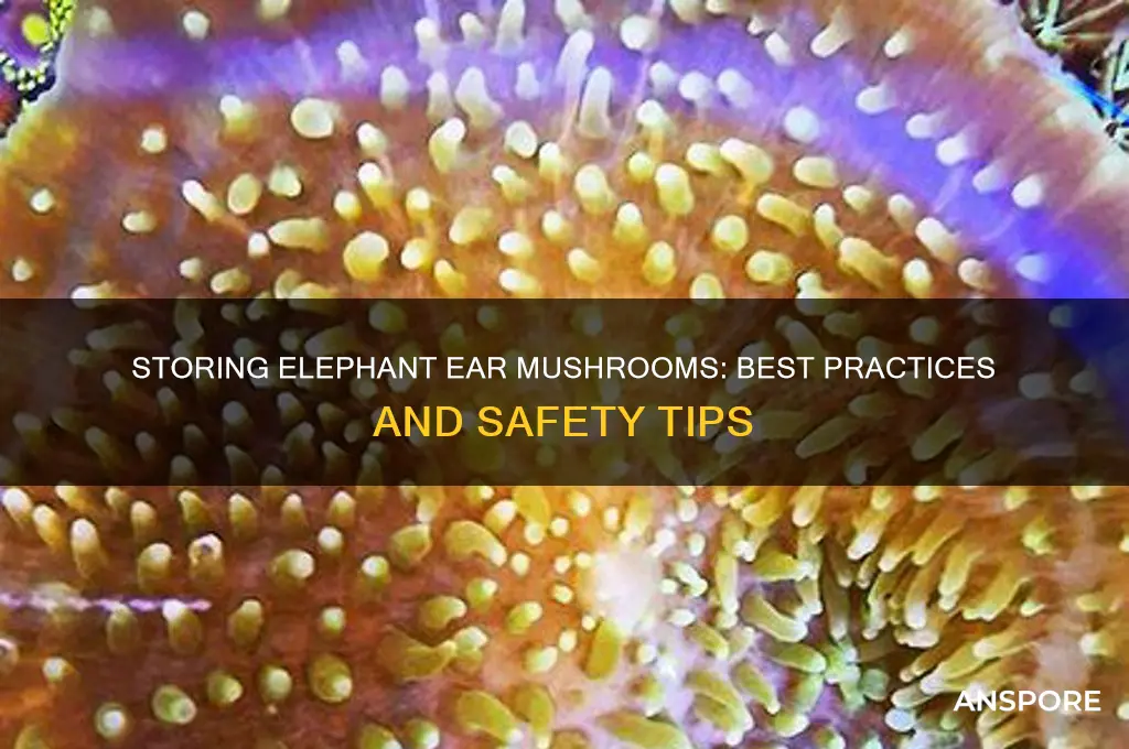 is it ok to store elephant ear mushrooms