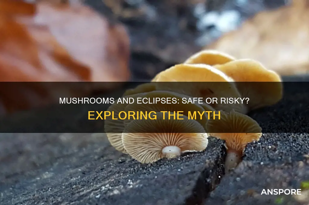 is it ok to take mushrooms on eclipse