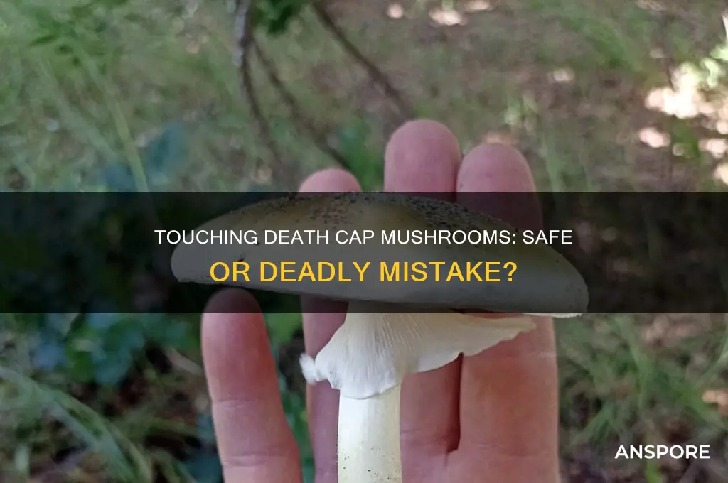 is it ok to touch death cap mushrooms