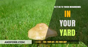 Should You Touch Yard Mushrooms? Safety Tips and Risks Explained