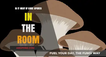 Are Cube Spores in Your Room Safe or Harmful?