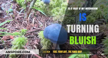 Bluish Mushrooms: Should You Be Concerned or Is It Normal?
