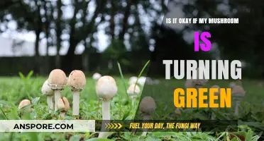 Is Your Mushroom Turning Green? Causes and Safety Concerns Explained