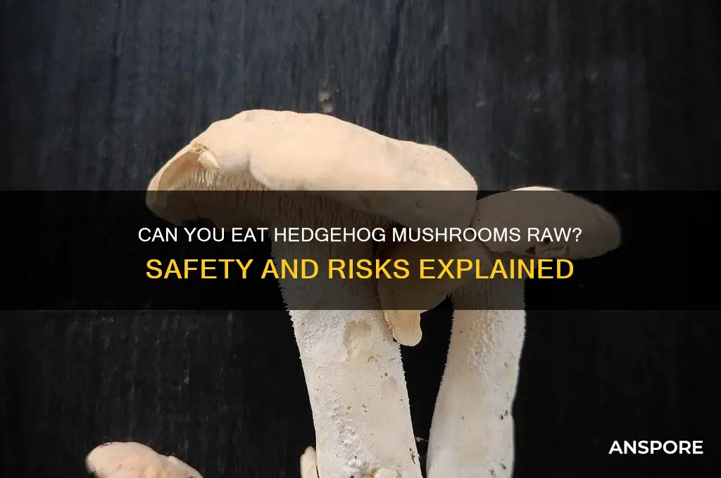 is it okay to eat hedgehog mushrooms raw