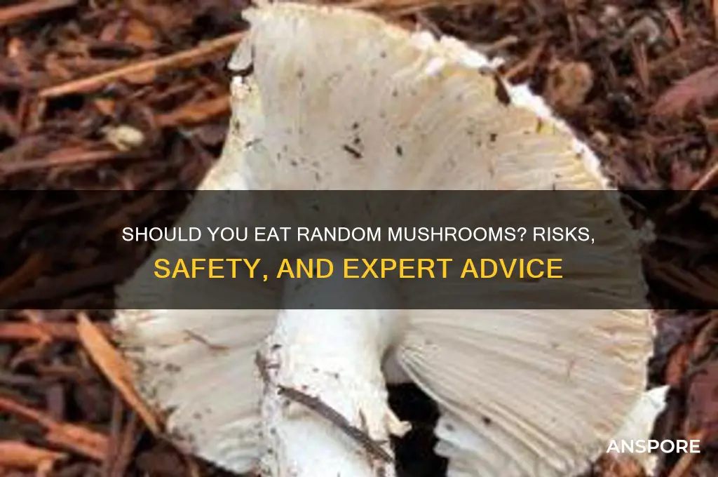 is it okay to eat random mushrooms