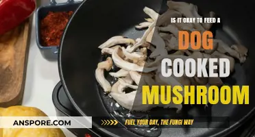 Can Dogs Eat Cooked Mushrooms? Safety Tips for Pet Owners