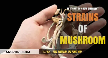 Growing Multiple Mushroom Strains: Benefits, Challenges, and Best Practices